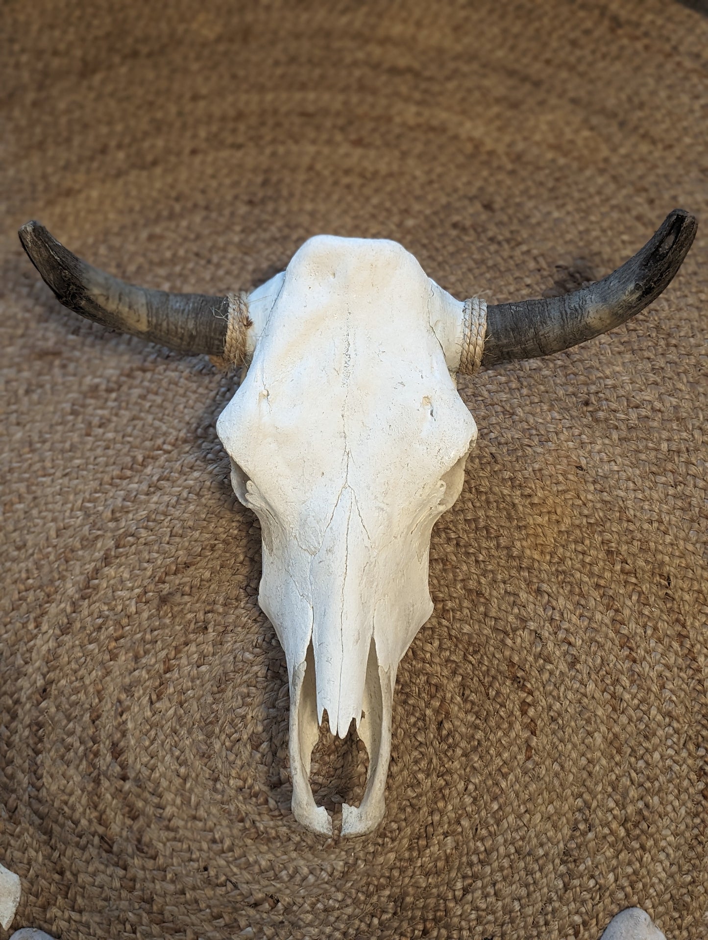 SteerSkull For Decoration - Life Size Nat. Bone Wall Accent