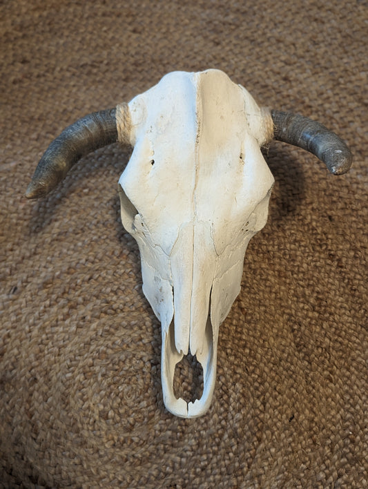 *Repaired* SteerSkull For Decoration - Life Size Nat. Bone Wall Accent