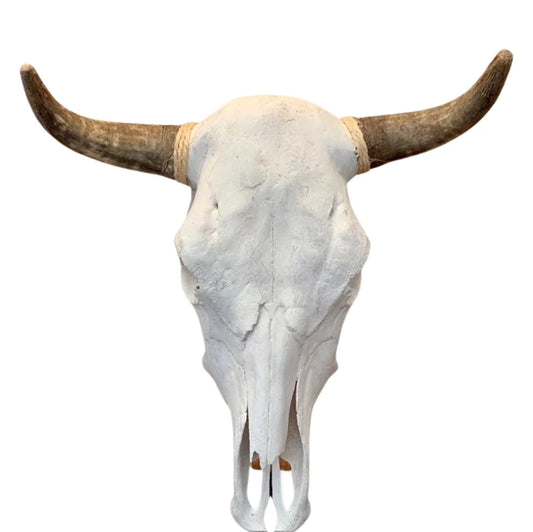 SteerSkull For Decoration - Life Size Nat. Bone Wall Accent